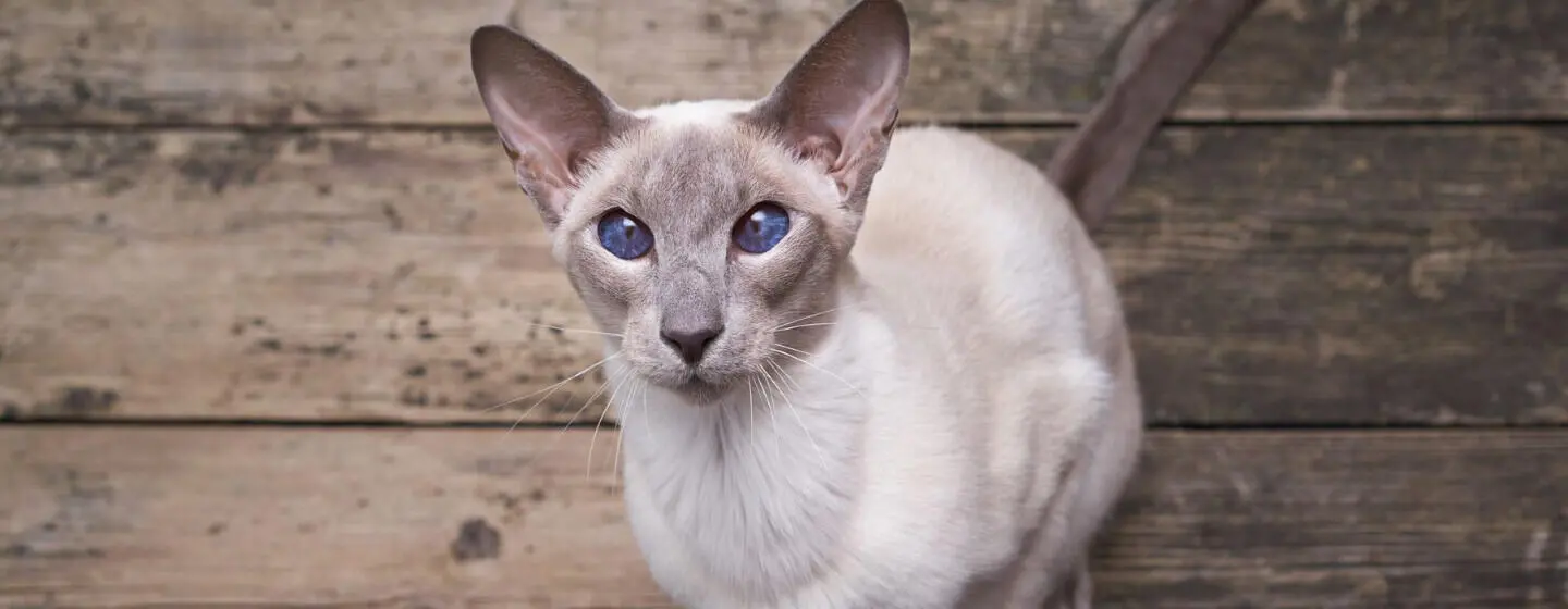 10 Cat Breeds with Big Ears