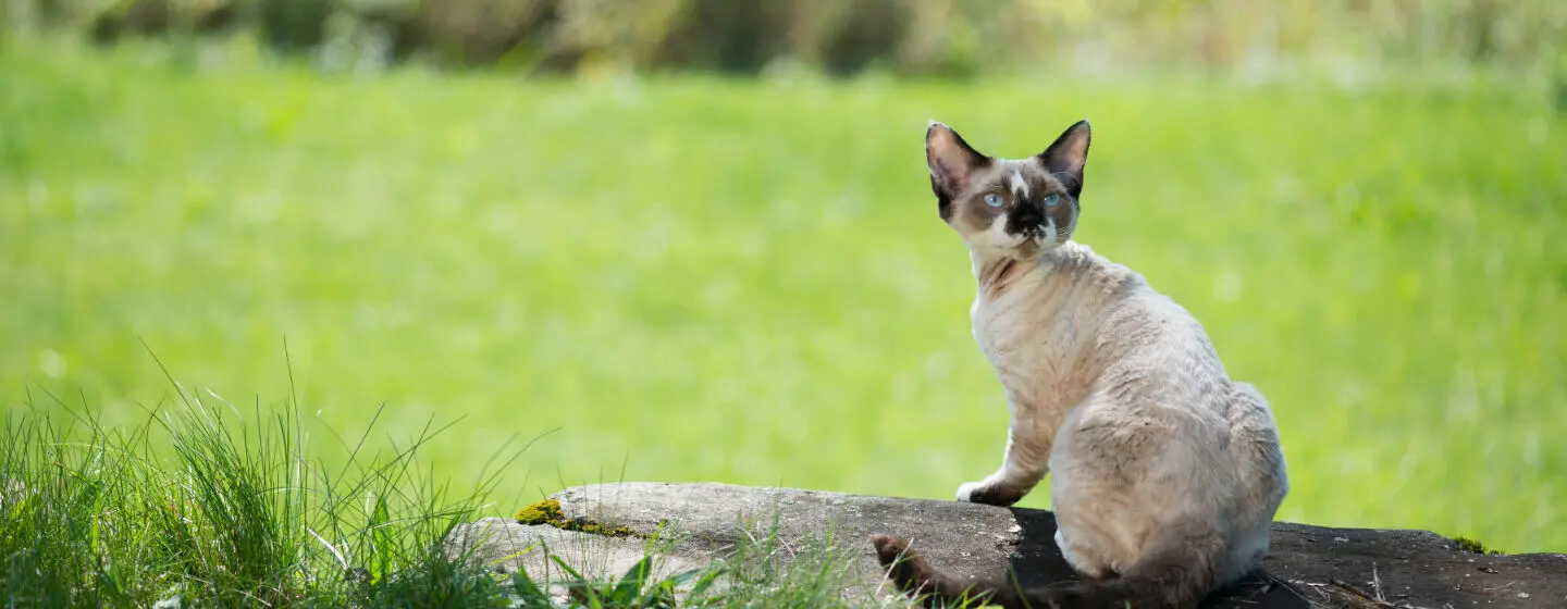 6 Small Cat Breeds