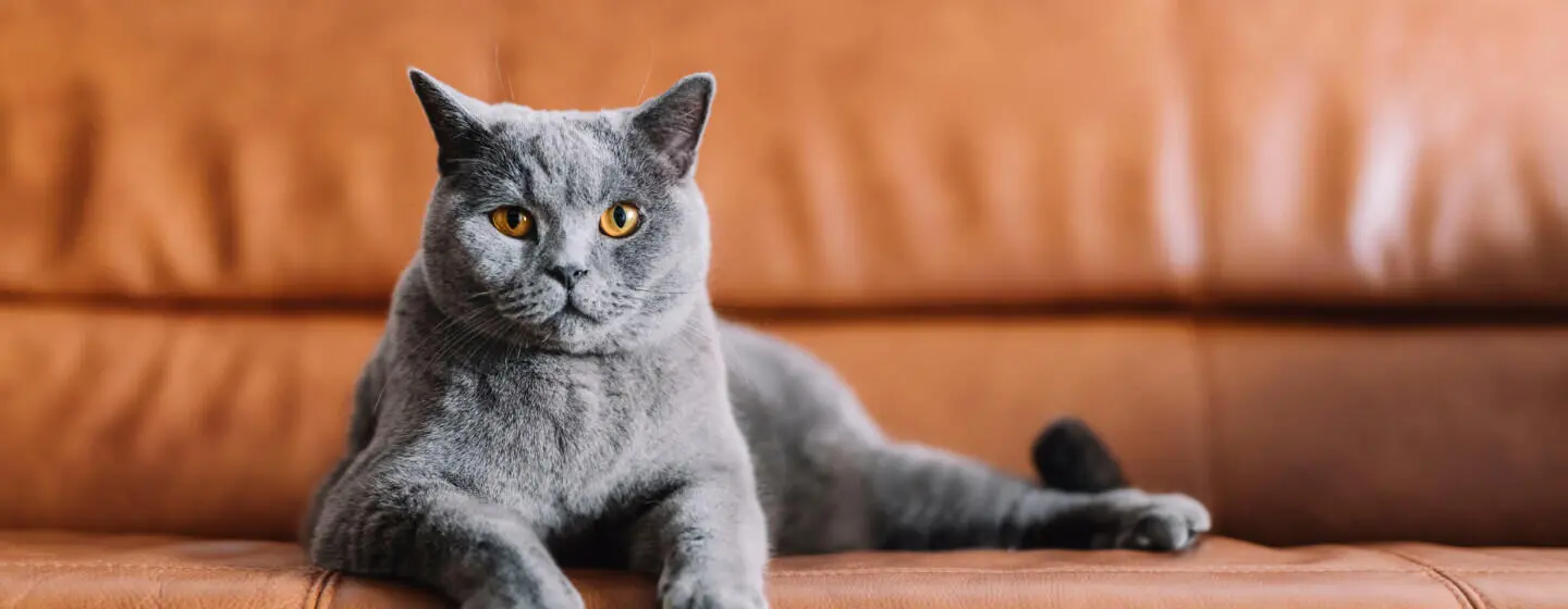 7 Grey Cat Breeds