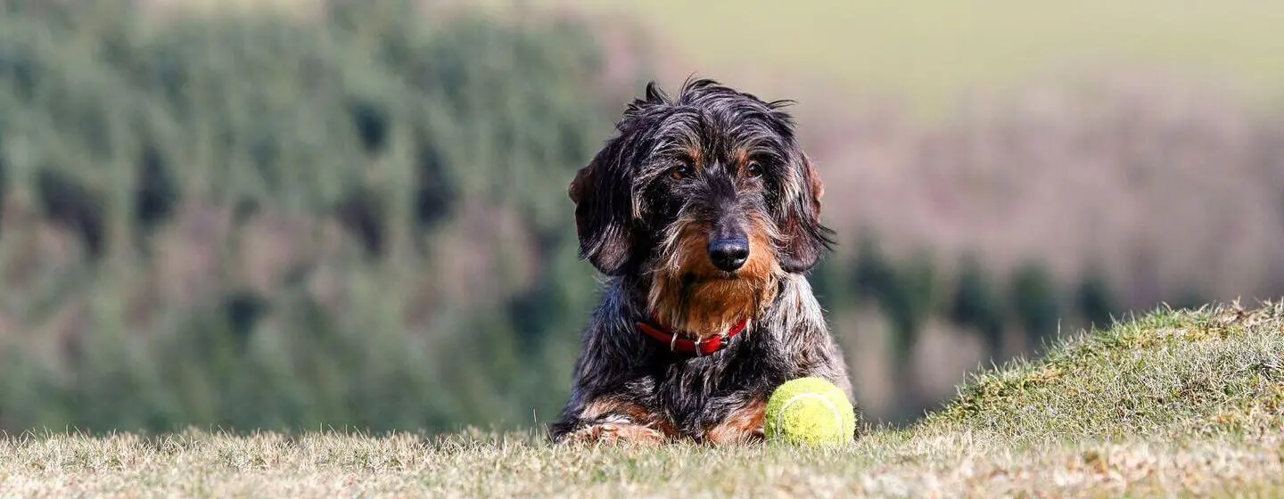 9 Wire-Haired Dog Breeds