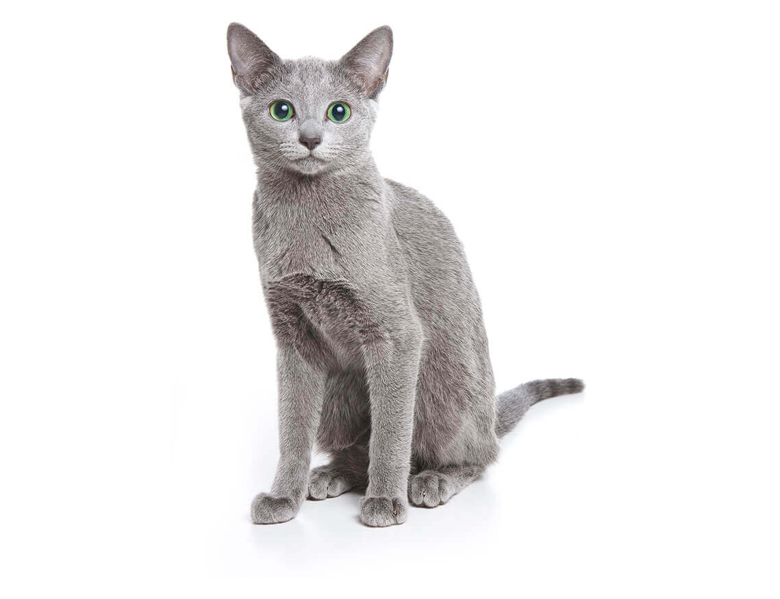 russian blue
