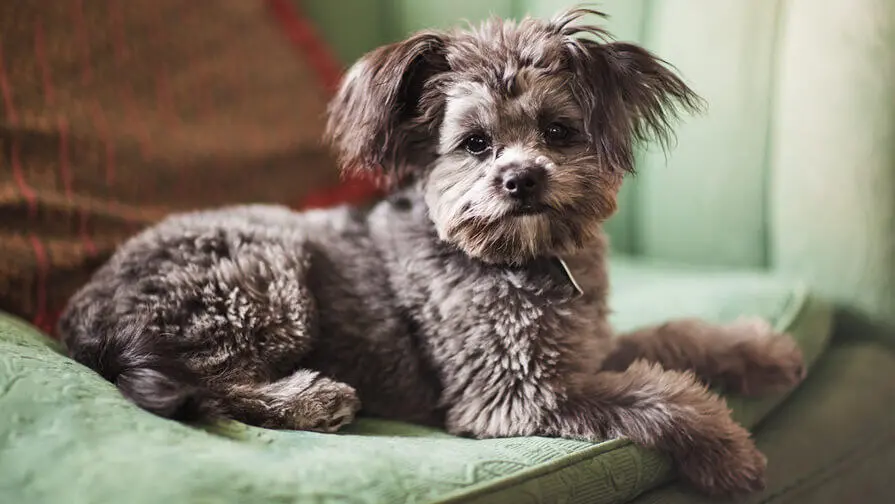 Yorkipoo