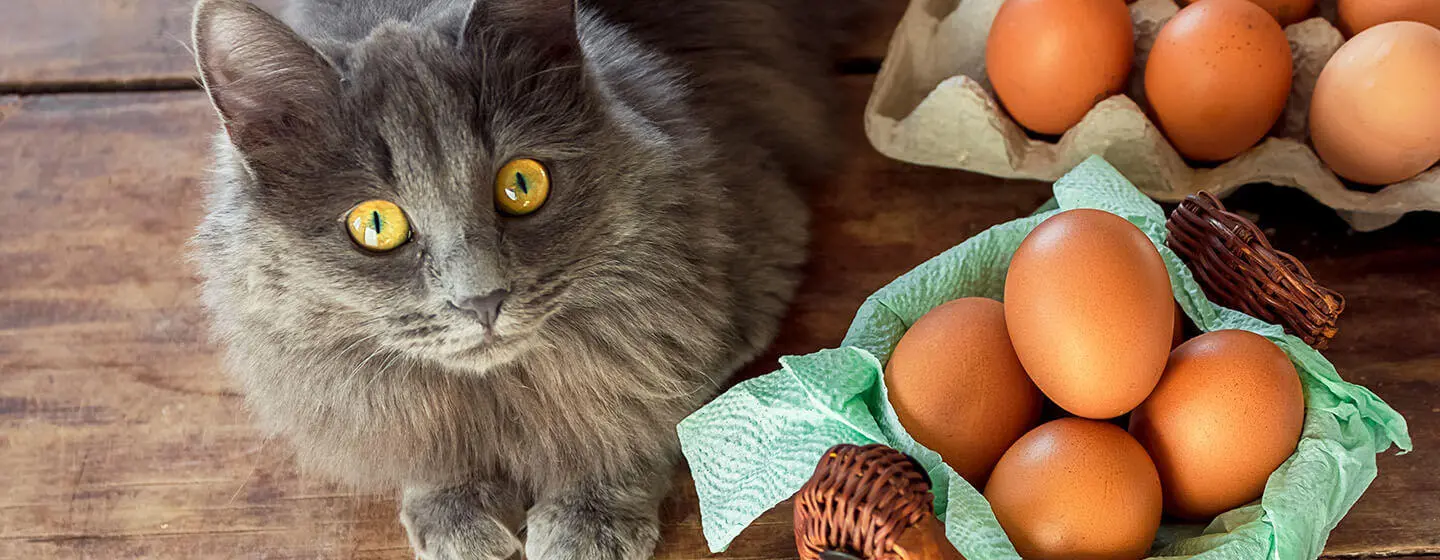 Can Cats Eat Eggs?