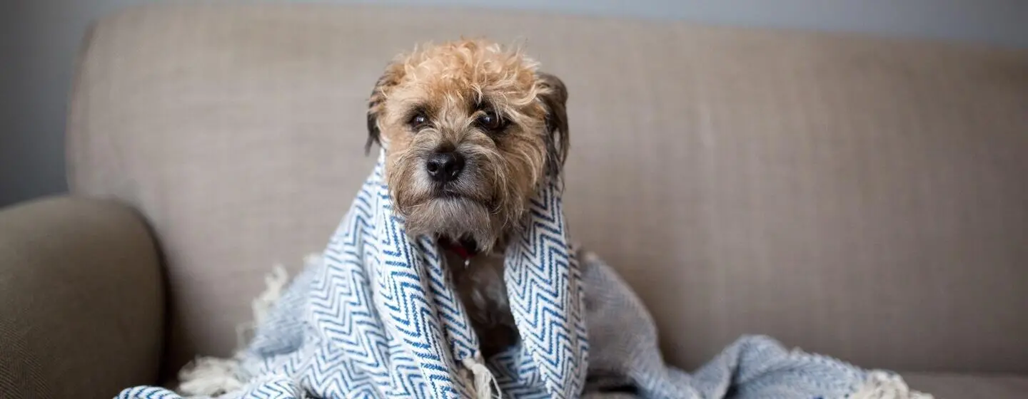 Can Dogs Get Colds or Flu?