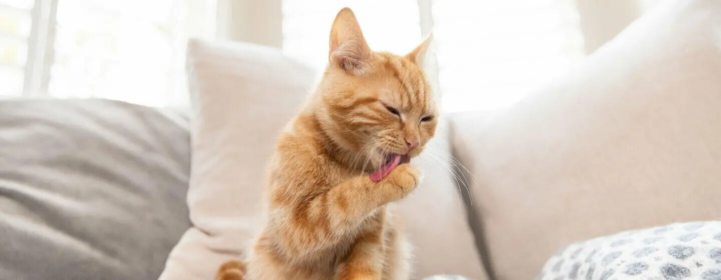 Cat Ticks: Causes, Signs and Treatment