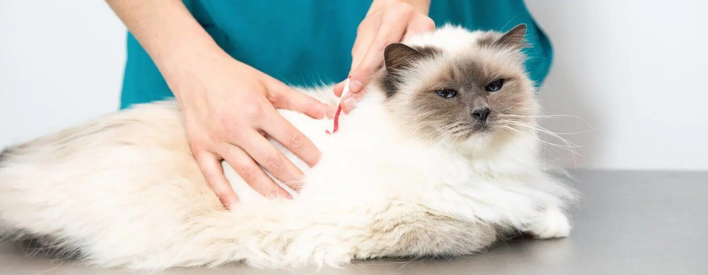 How to Remove a Tick from a Cat