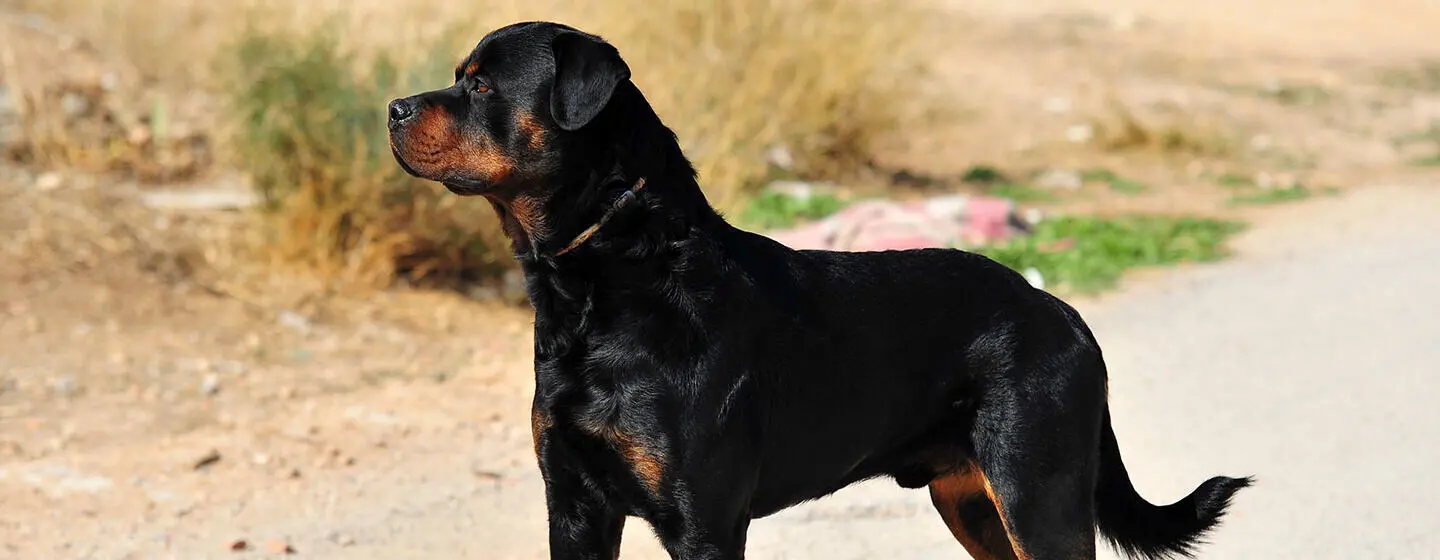 10 Giant Dog Breeds