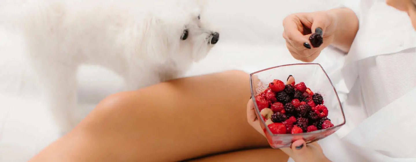 Can Dogs Eat Raspberries?