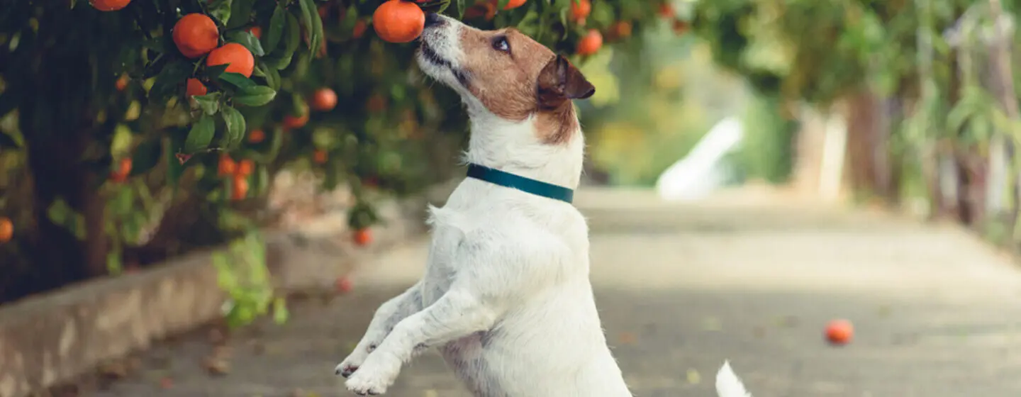 What Fruits Can Dogs Eat?