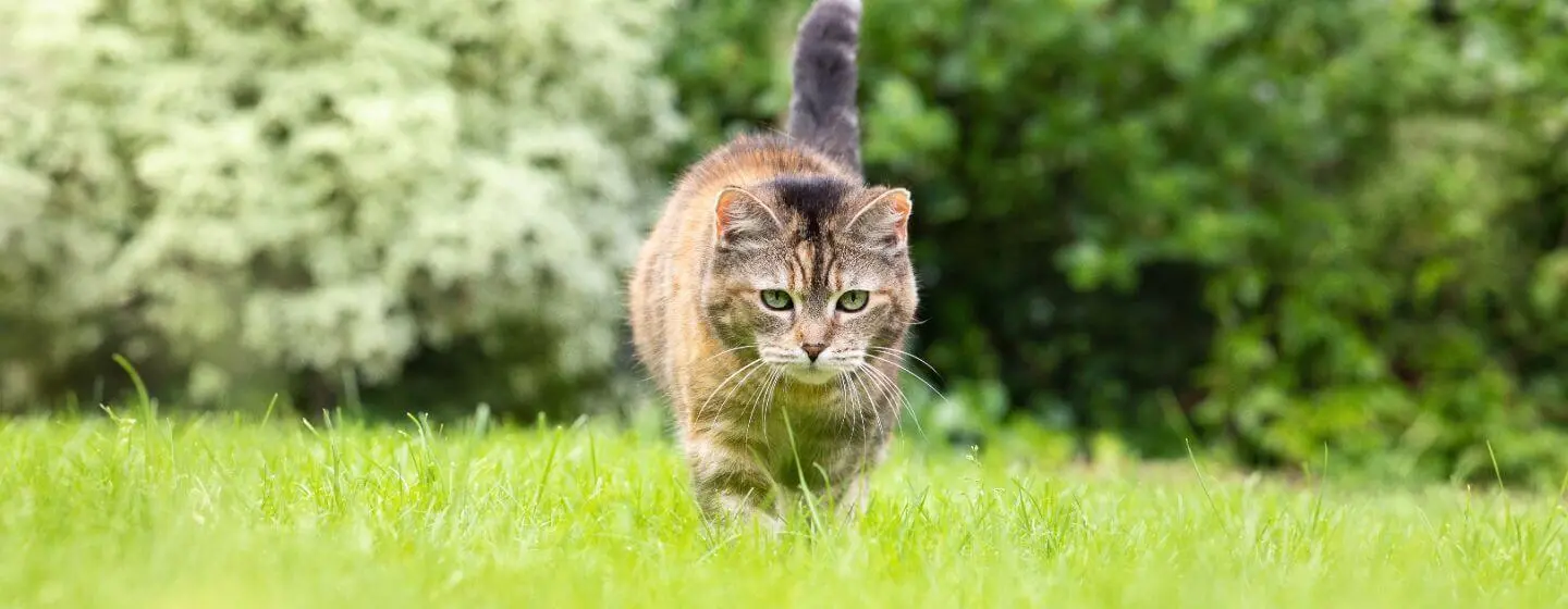 Harmful Substances and Poisonous Foods for Cats