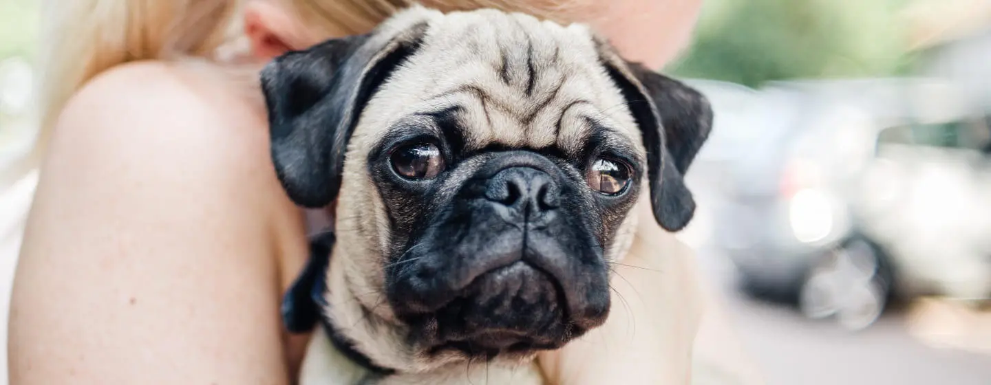 Top 9 Pug Health Problems to Look Out For