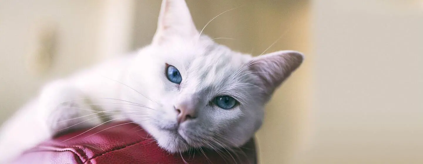 Top 10 White Cat NamesHERO