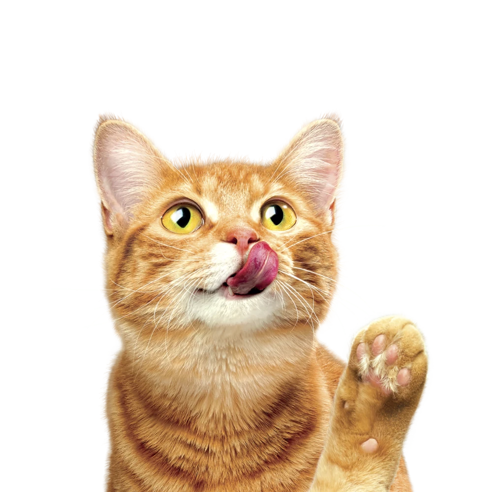 CENMKTG_PU_PU Masterbrand_New Website_Brand Cards_Friskies_1000 × 1000_1.webp