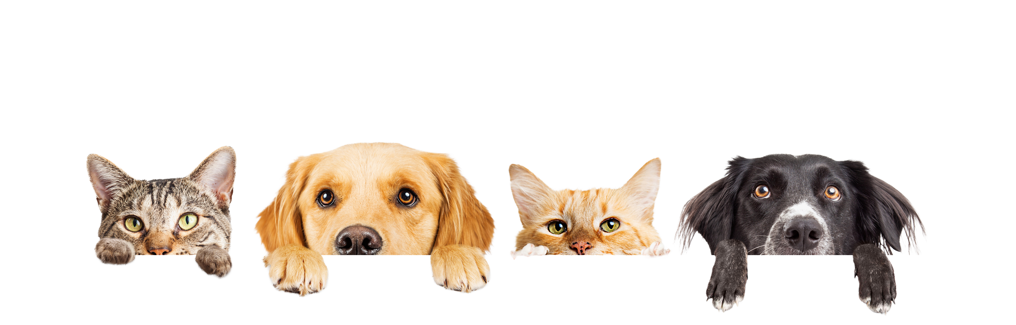 2 cats and 2 dogs peeking their heads up