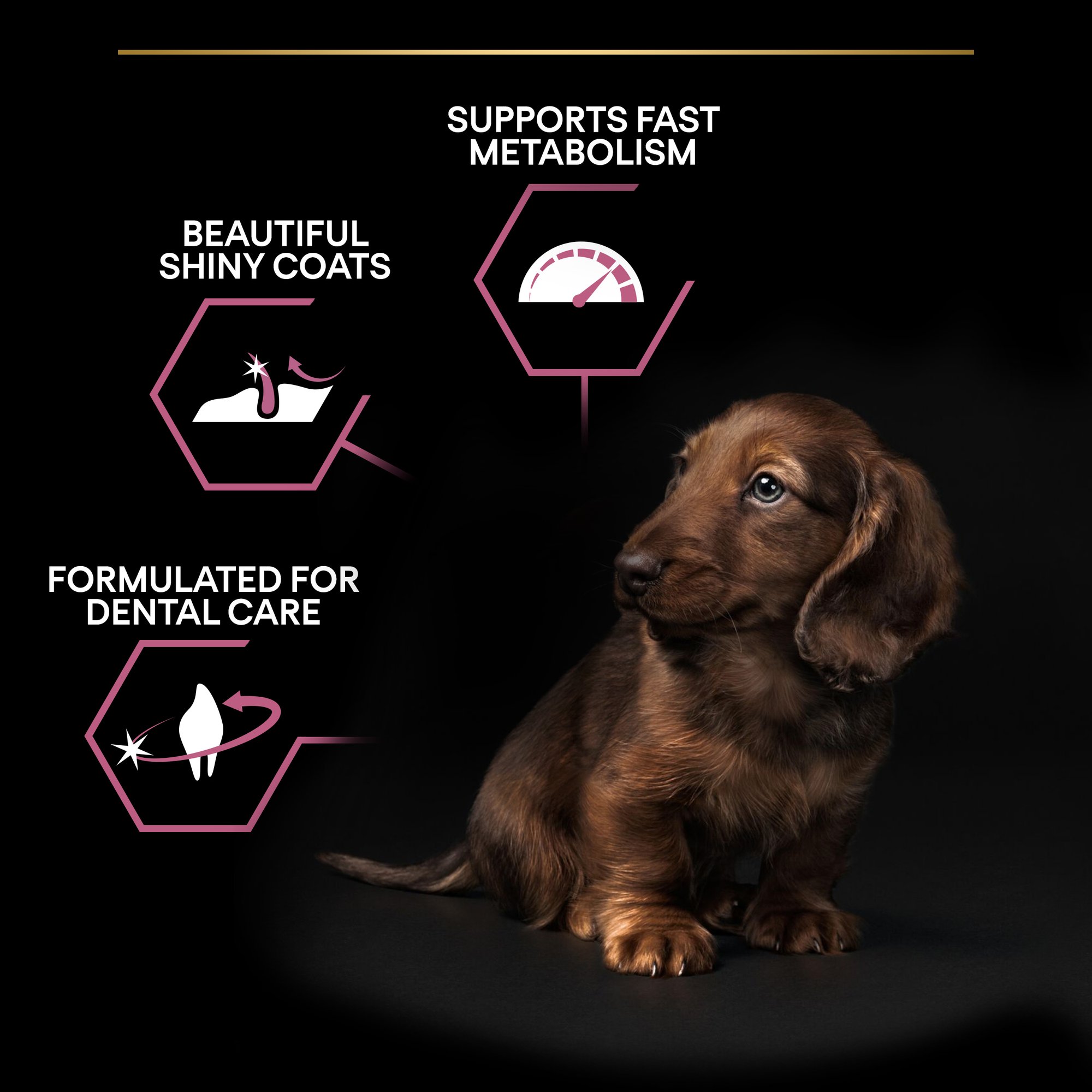 Purina Pro Plan Small and Mini Puppy Sensitive Skin, Dry Dog food with Salmon