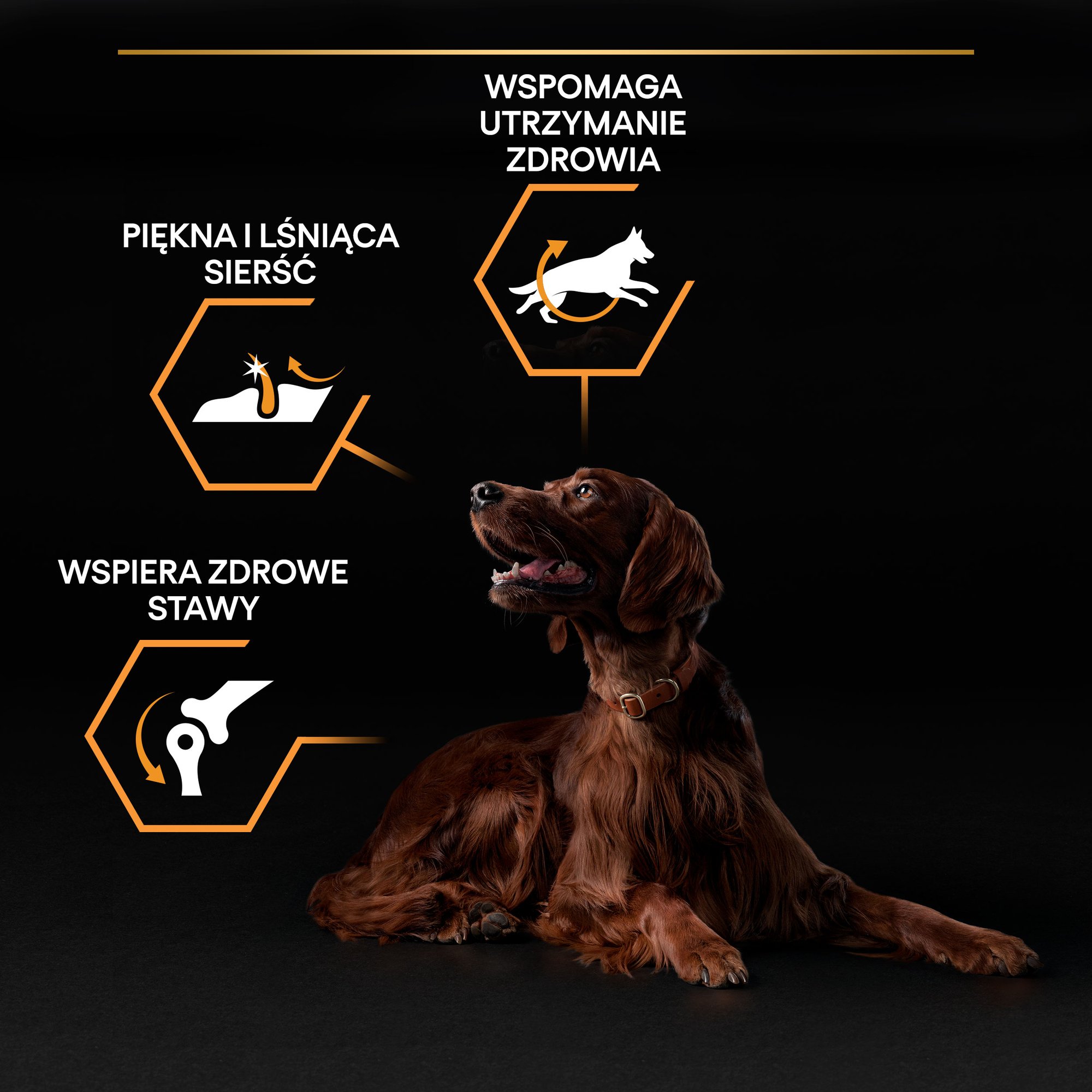 Purina Pro Plan Age Defence Medium and Large Senior 7+, Dry Dog food with Chicken