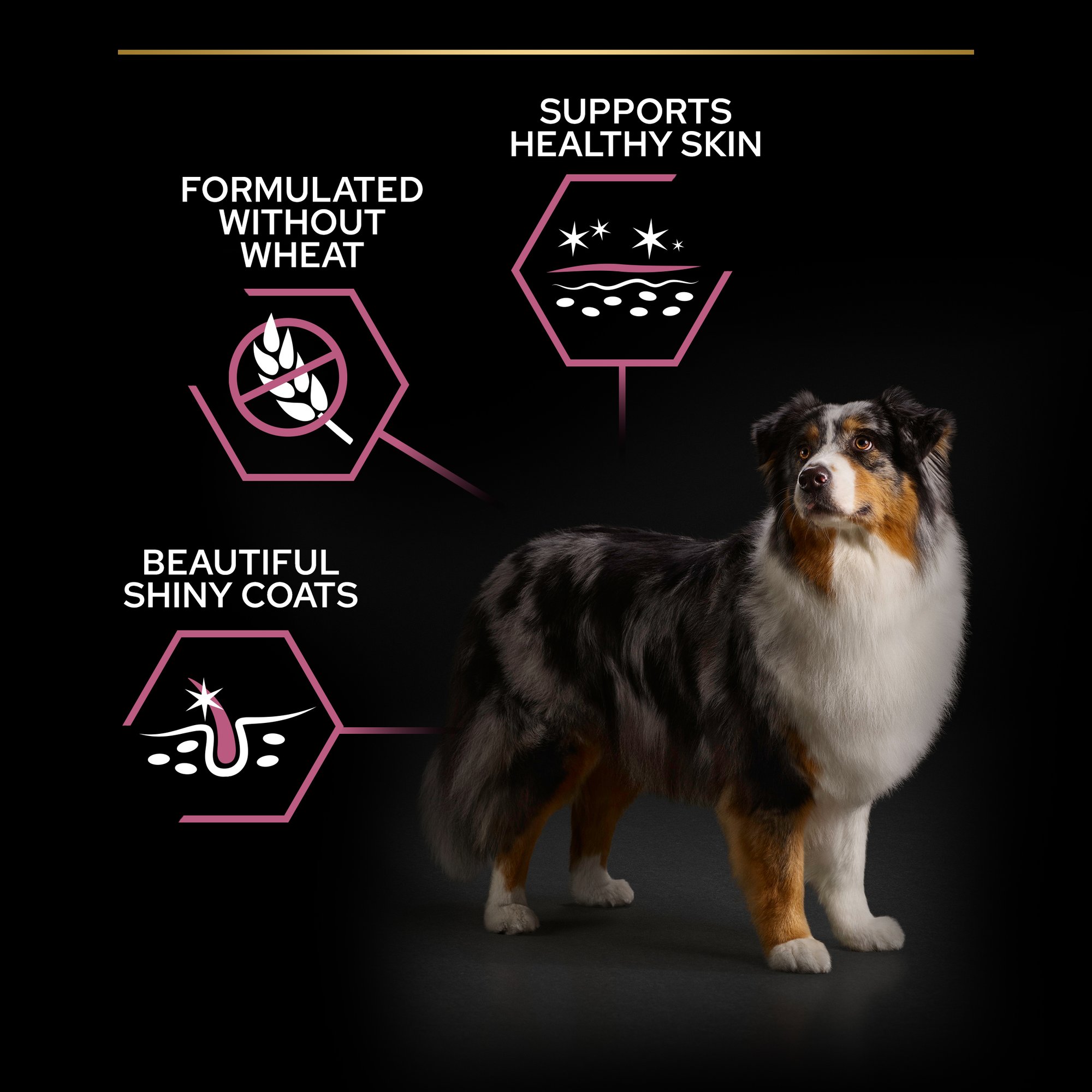 Purina Pro Plan Sensitive Skin Dog Food - Medium and Large Senior 7+, Dry Dog food with Salmon