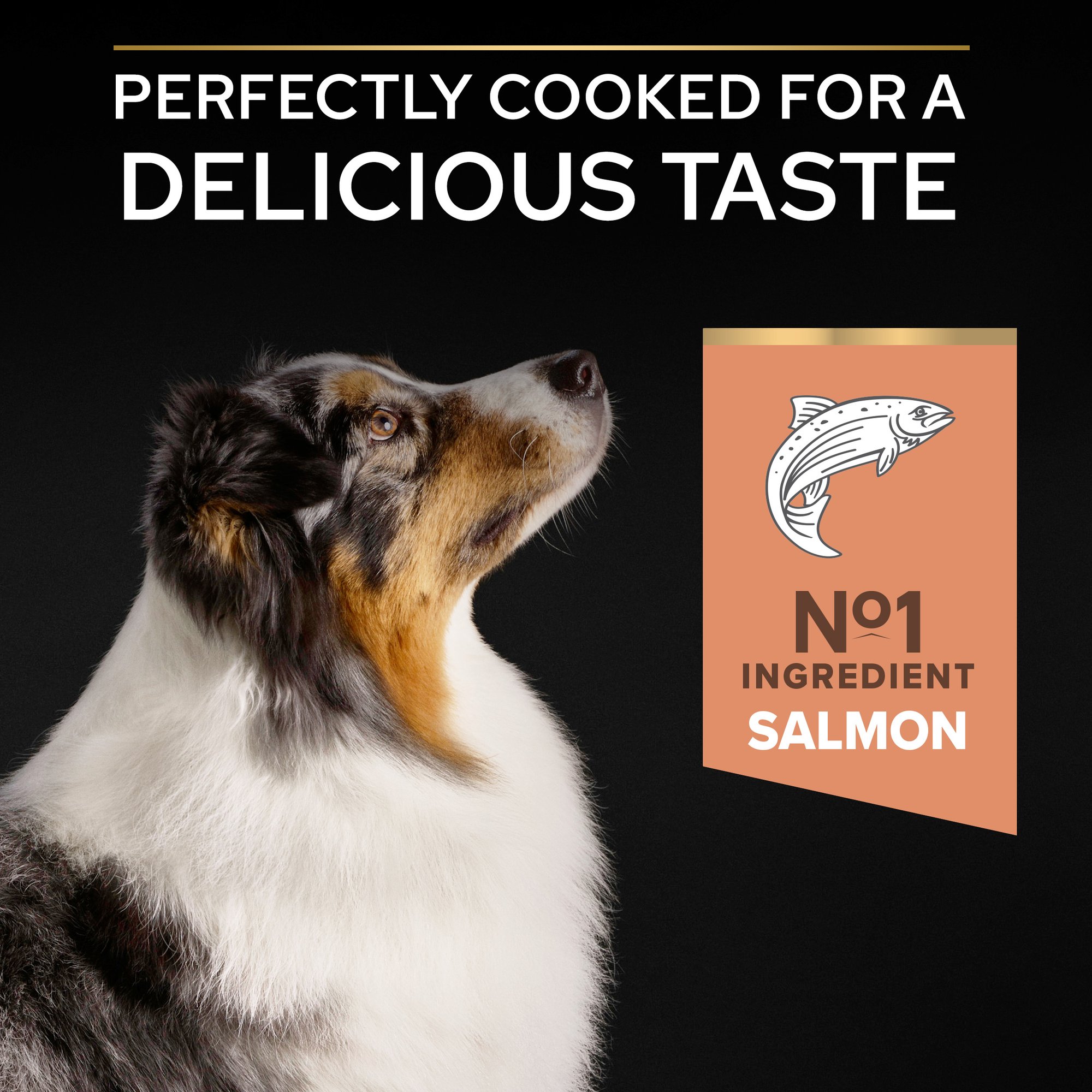 Purina Pro Plan Sensitive Skin Dog Food - Medium and Large Senior 7+, Dry Dog food with Salmon