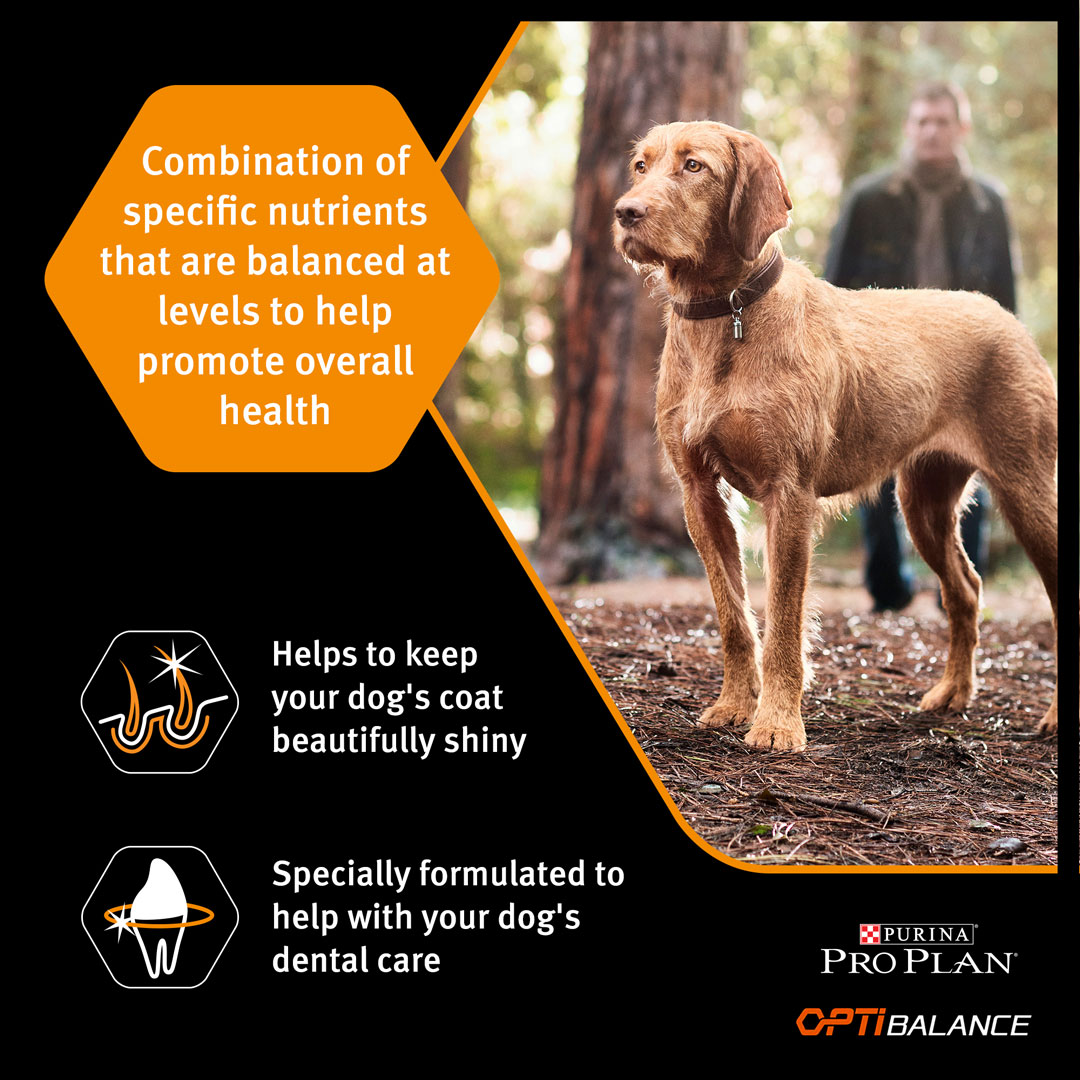 Purina Pro Plan Everyday Nutrition Small and Mini Adult, Dry Dog food with Chicken