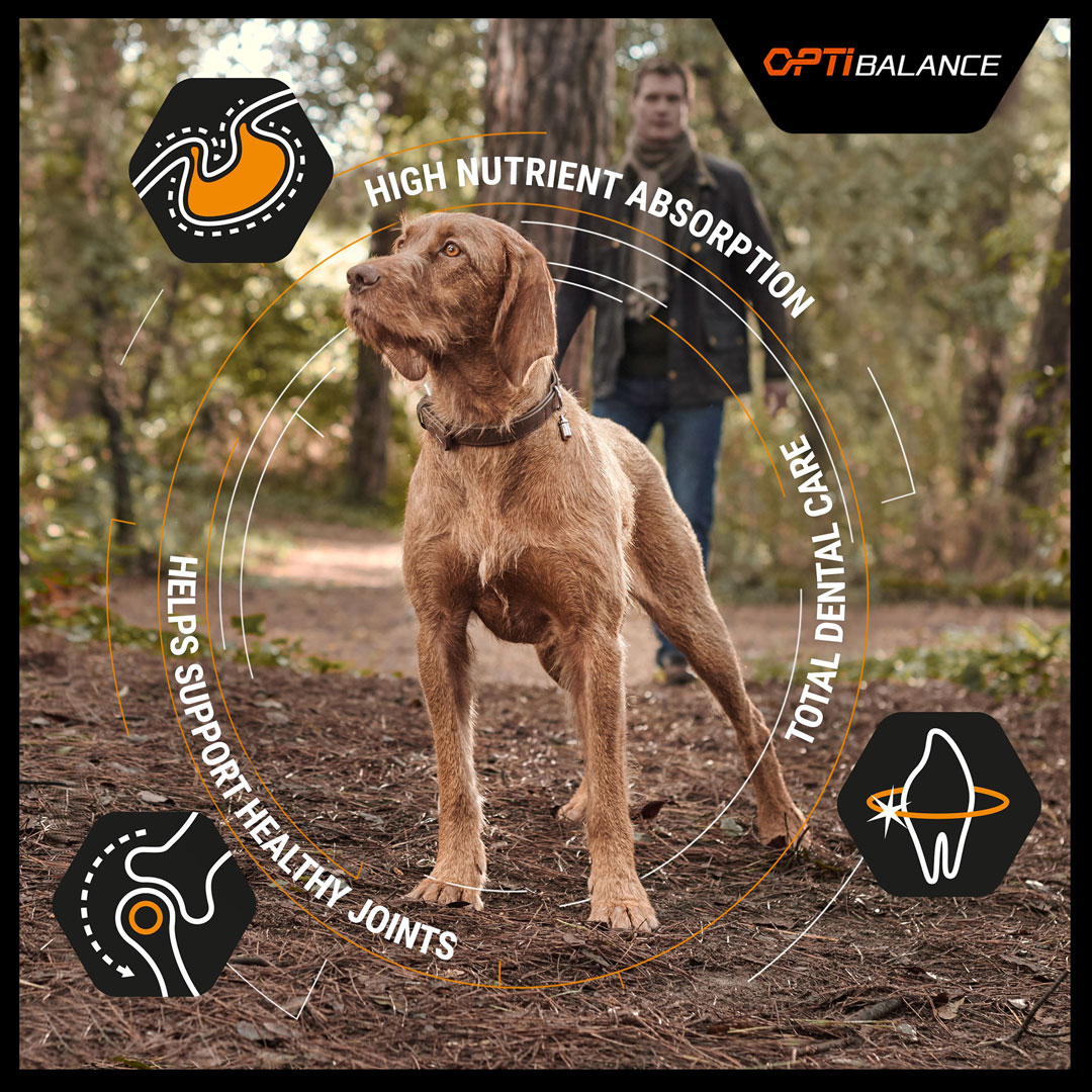 Purina Pro Plan Everyday Nutrition Small and Mini Adult, Dry Dog food with Chicken