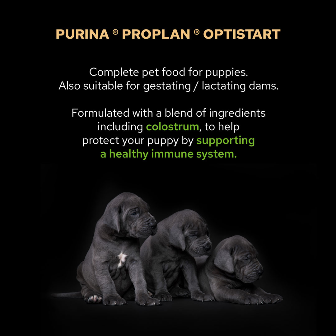 Purina Pro Plan Small & Mini Puppy Dry Dog Food with Chicken