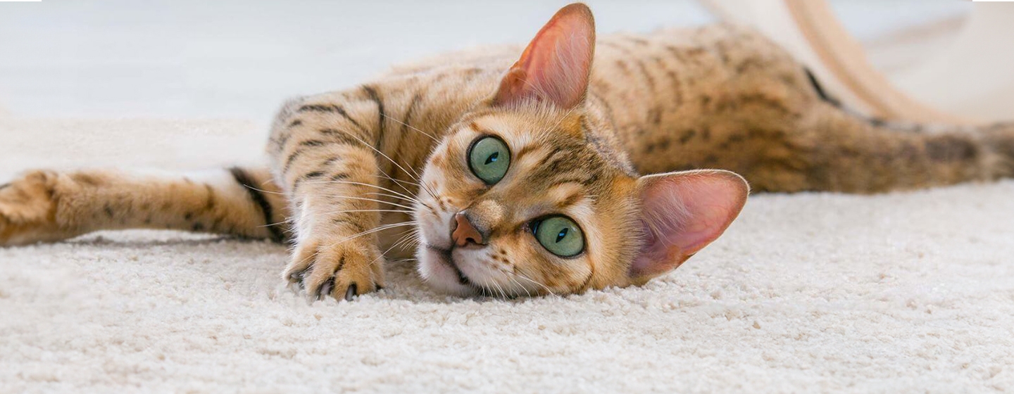 5 Reasons Why Cats Meow