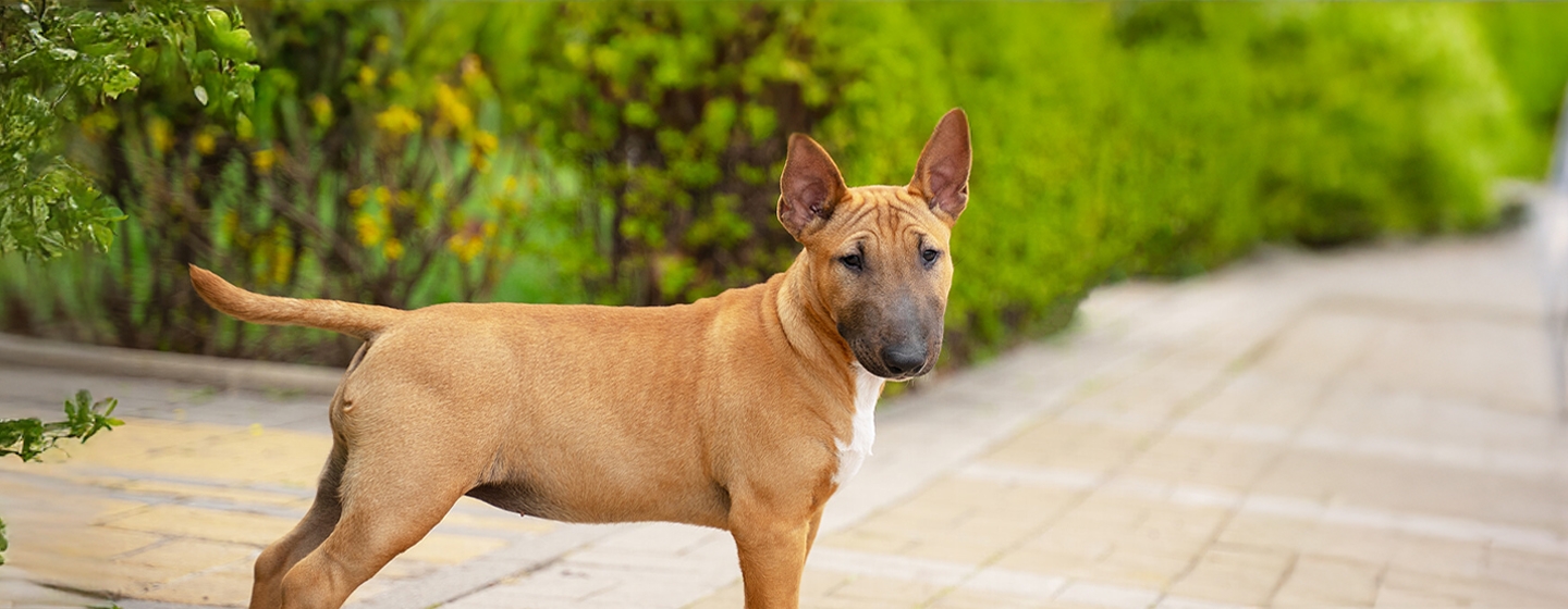 Advice on Insuring Your Dog or Puppy