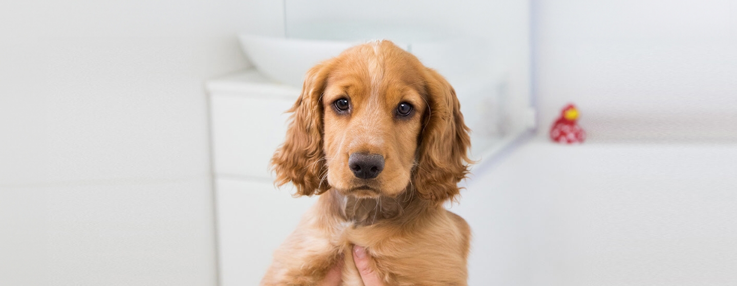 All About Puppy Microchipping