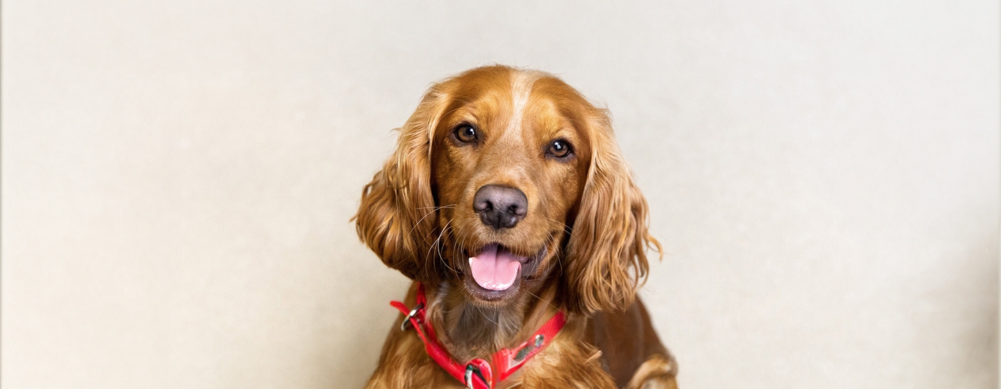 An Introduction To Dog Types