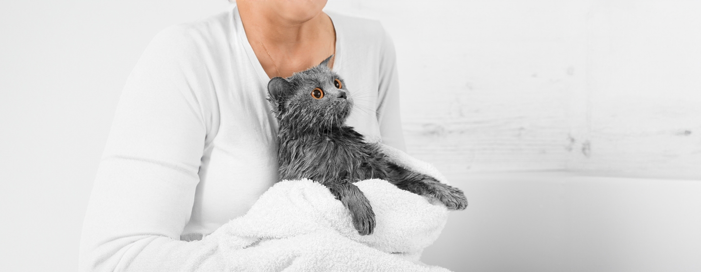 Bathing Cats: Everything You Need to Know