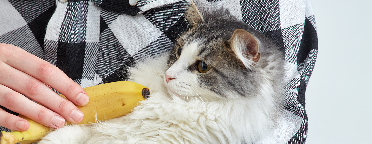 Can Cats Eat Bananas?