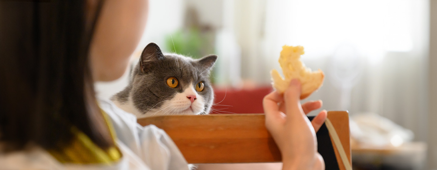 Can Cats Eat Bread?