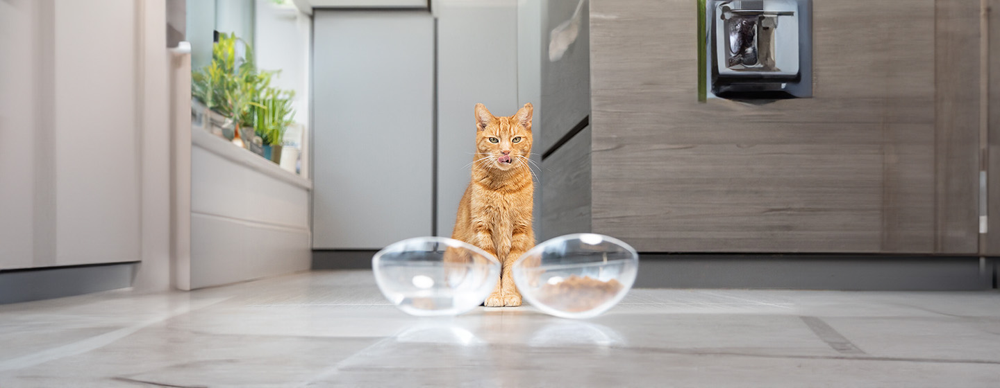 Can Cats Eat Dog Food?