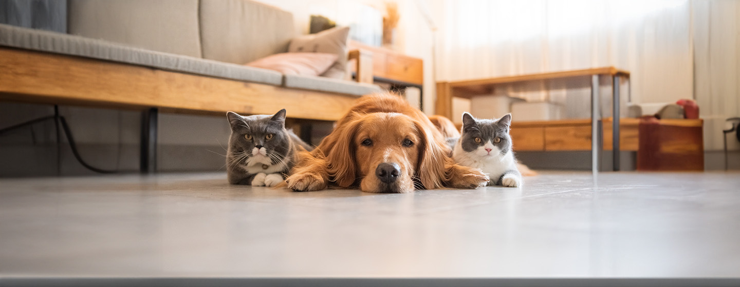 Can cats and dogs be friends?