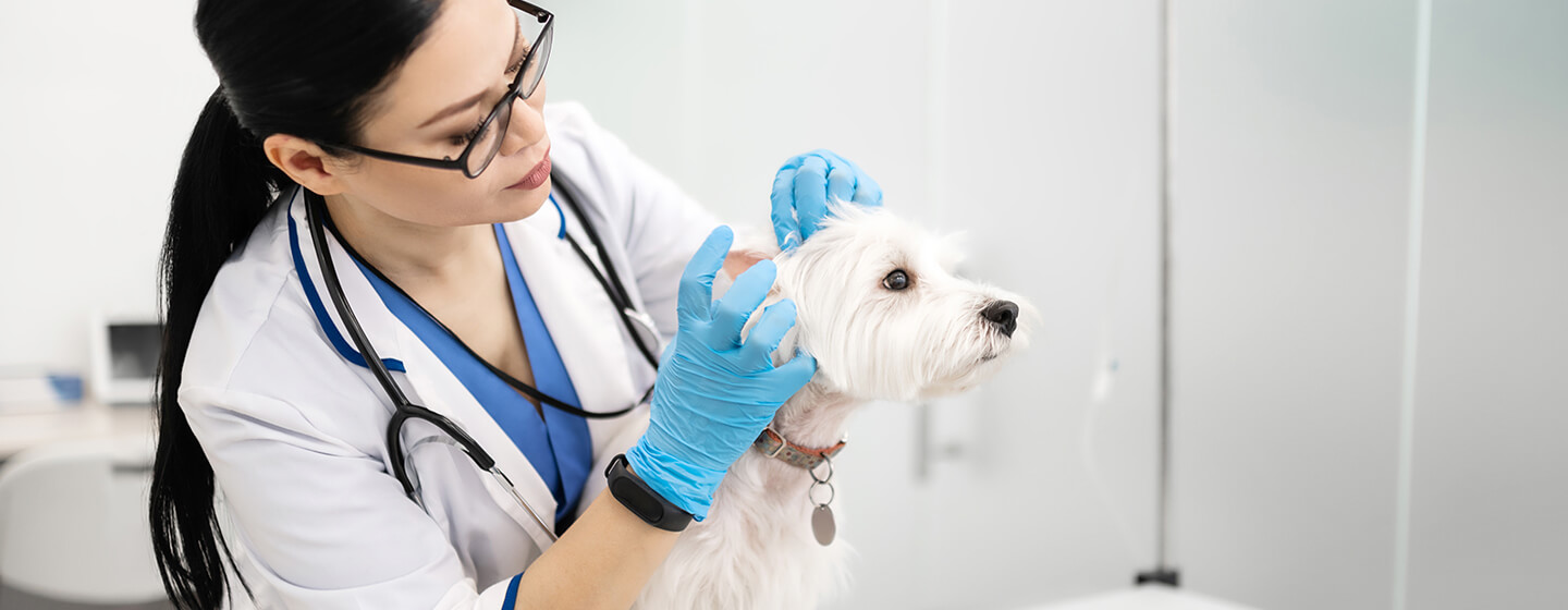 Ear Mites in Dogs: Symptoms and Treatment