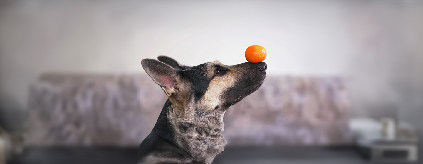 Can Dogs Eat Oranges?