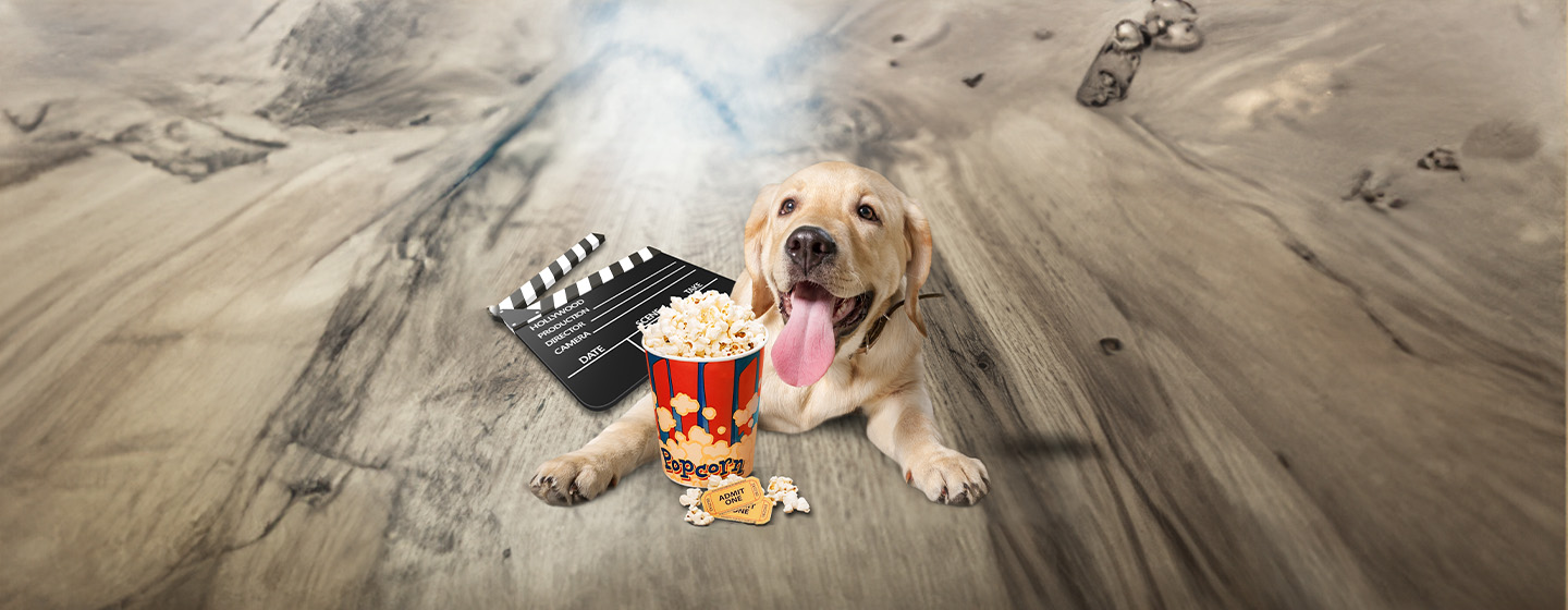 Can Dogs Eat Popcorn?