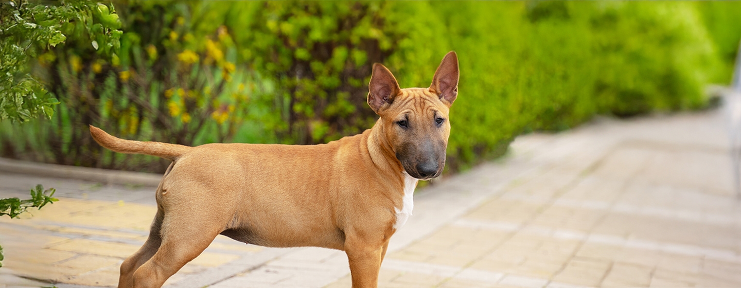 Caring for Your Dog's Sensitive Skin