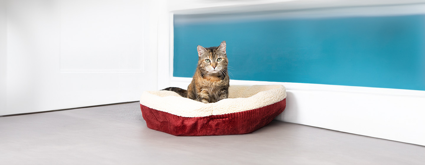 Choosing the Right Cat Bed for Your Cat