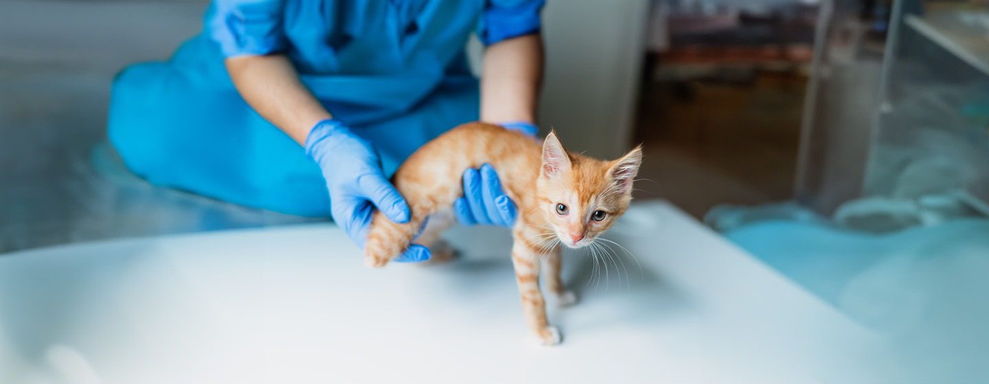 Coping with Amputation in Cats