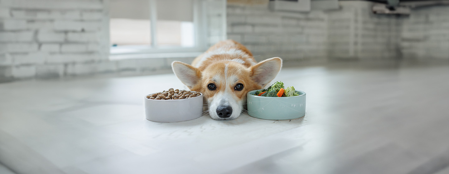 Dog Nutrition for a Balanced Diet