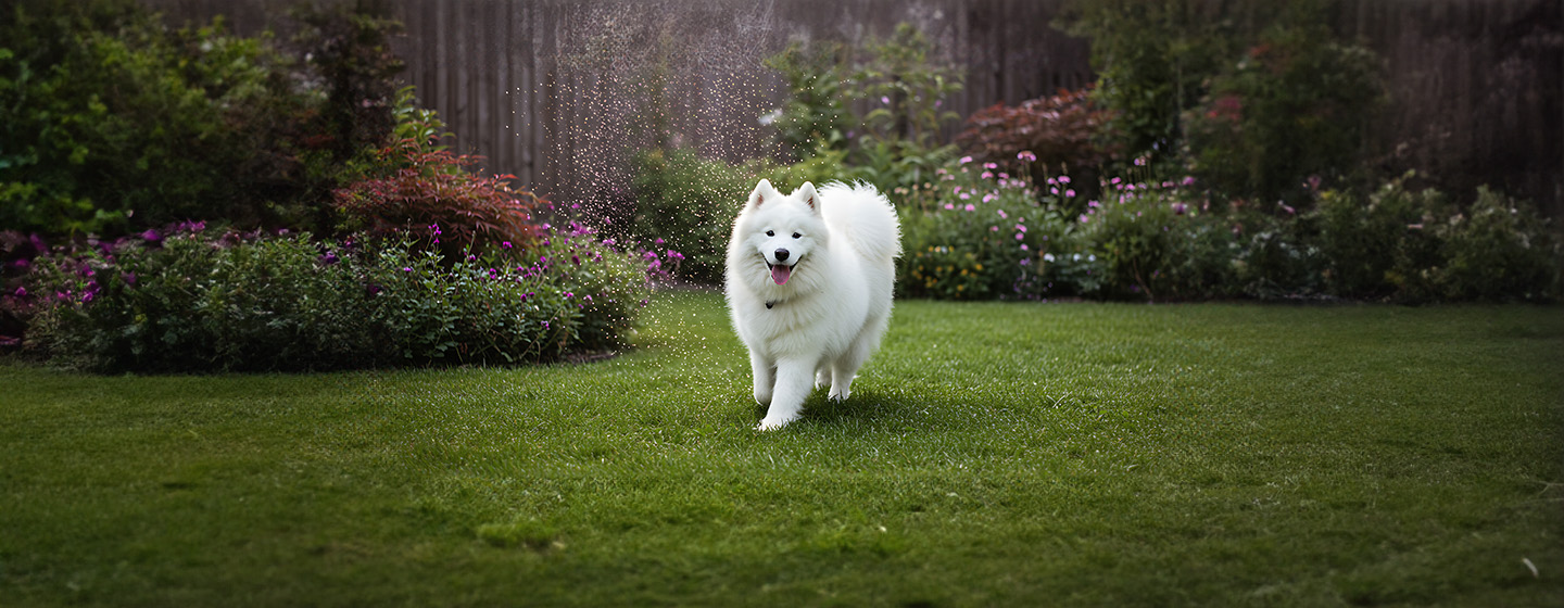 Most breeders will ask that you wait until your new puppy is eight weeks old before they’ll let you pick them up – which migh