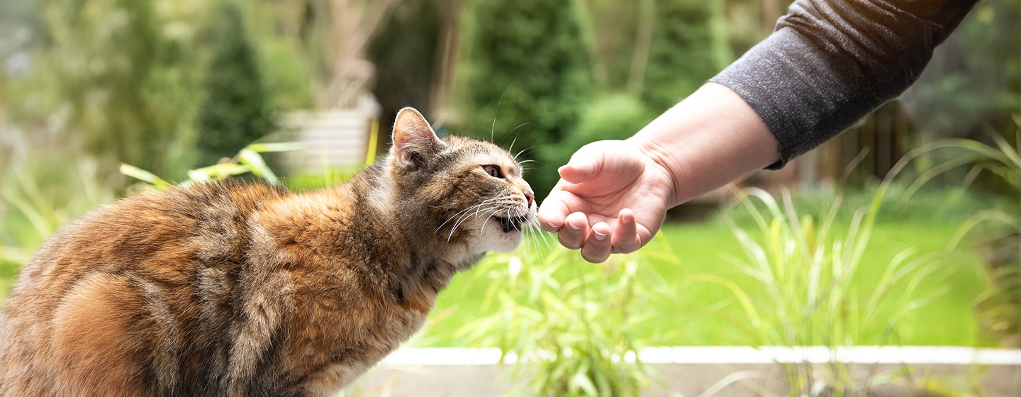 Everything You Need to Know About Cat Clicker Training