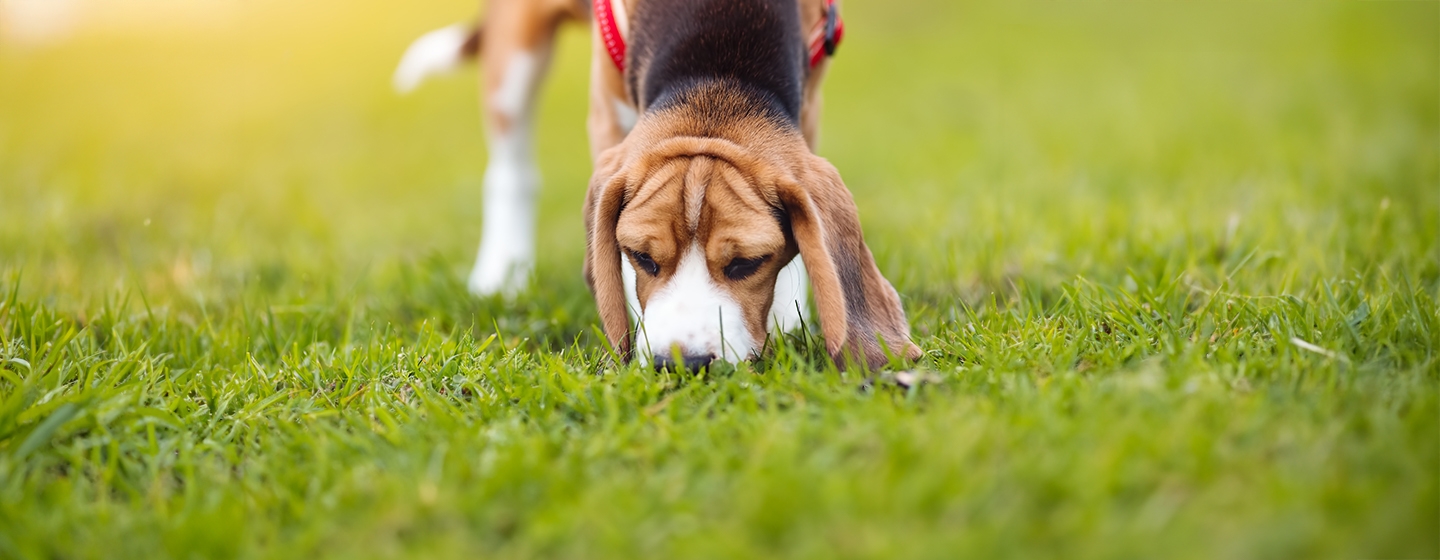 How to Start Scent Training for Puppies