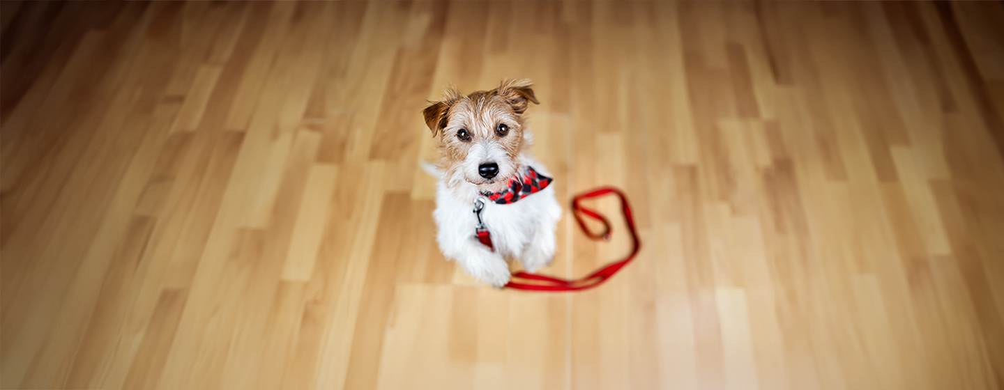 How to Stop Your Dog Begging