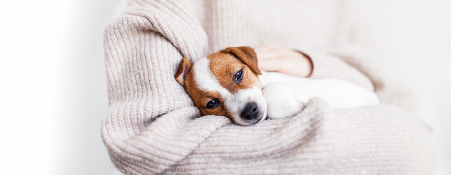 Is My Dog Ill? Unusual Symptoms to Watch Out For