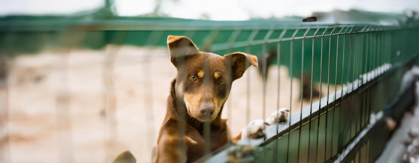 Why Do Dogs Sneeze? 7 Simple Explanations | Purina