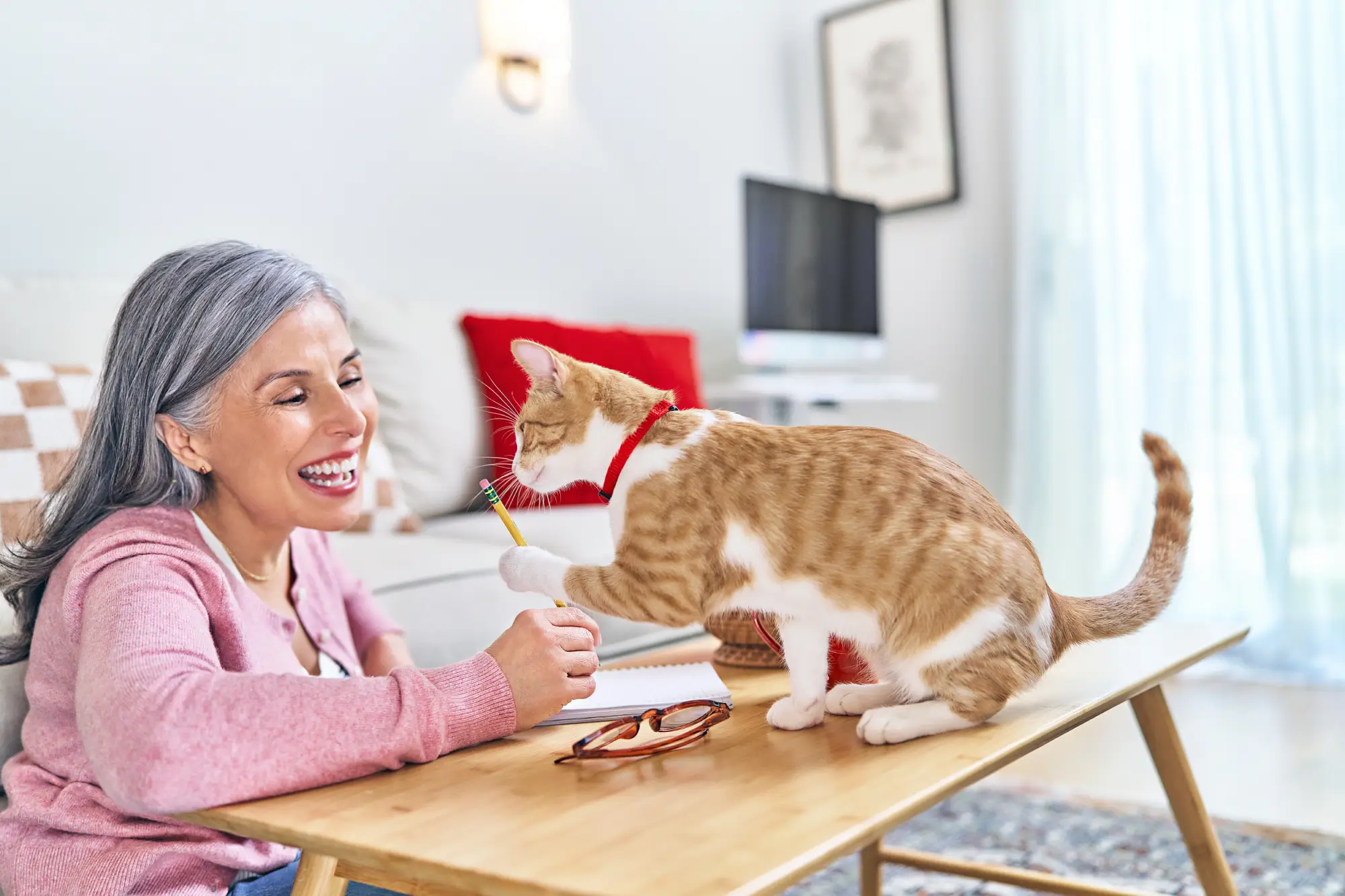 Best Types of Toys for Senior Cats