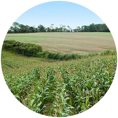 crop rotation