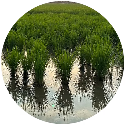 water and nutrient management in rice